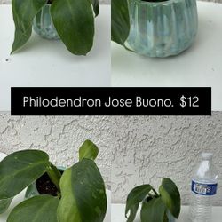 Philodendron Jose Buono 