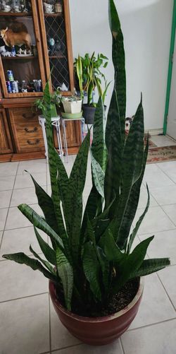 Legua De Suegra