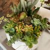 Sassy Succulents