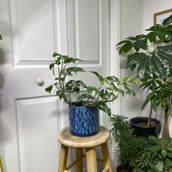 6 Inch Monstera Trailing Indoor Houseplant With Ceramic Pot