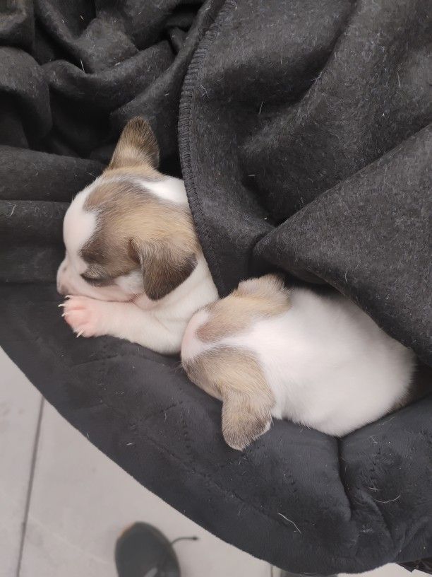 Brand New Pet Supplies