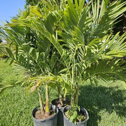 Christmas palms over 6 to 7 feet tall Instant Privacy