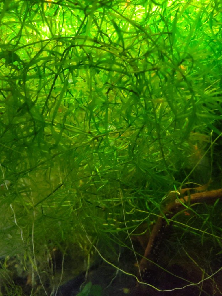 Live Aquarium Plant – Najas guadalupensis (Guppy Grass)