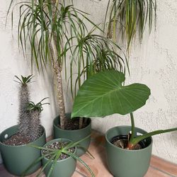 Pots & Plants 