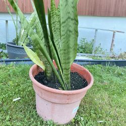 Plant Snake For Home