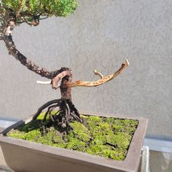 windswept bonsai 44 Year Old Wind Swept Juniper Specimen Bonsai Tree