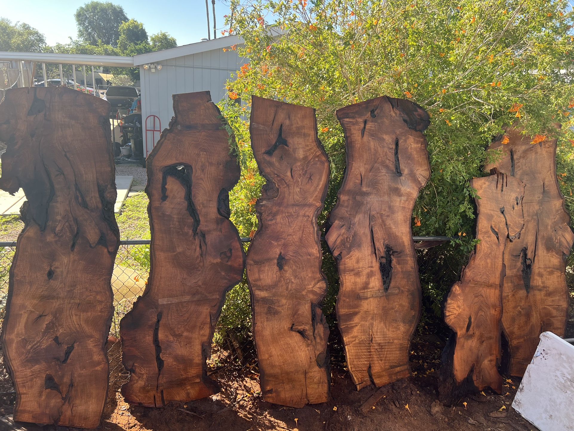 Table top size large Mesquite Live Edge Wood Slabs. Over 6 1/2 feet long. 2 1/2 inches thick.