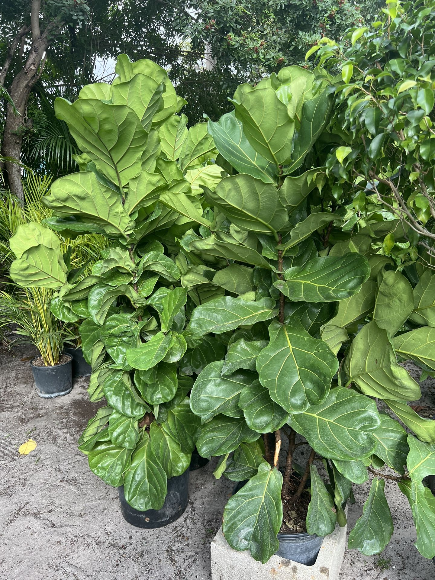 Fiddle Leaf Fig In 7 gls Pot. SPECIAL PRICEš¤©