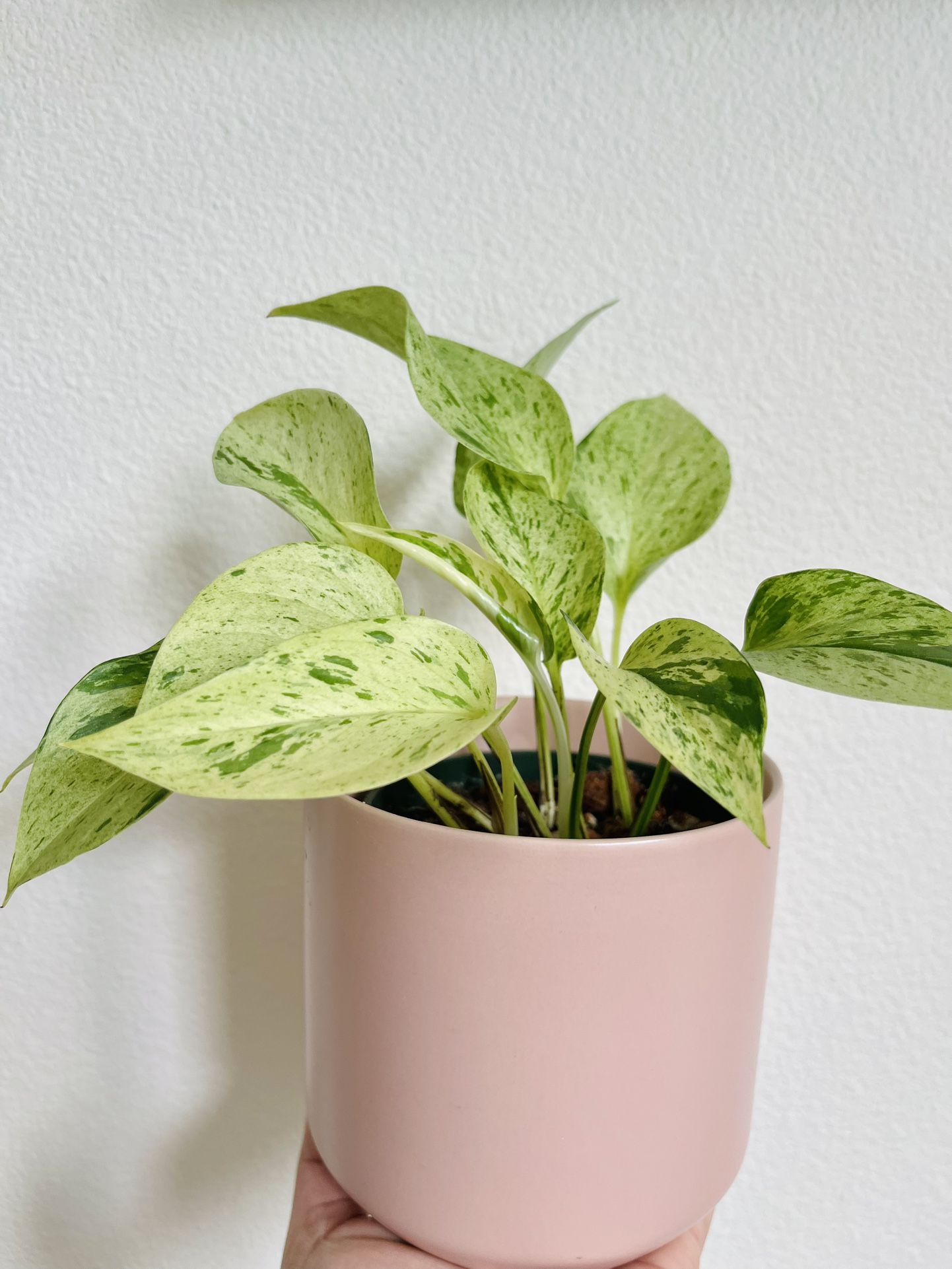 Snow Queen Pothos