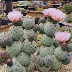 Tephrocactus geometricus alexanderi