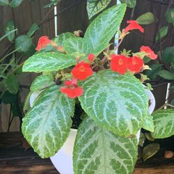 Flame violet /Episcia cupreata/perennial plant / Begonia Cubana/succulent/ Exotic Plant/ Home And garden Decir/flowers Plant