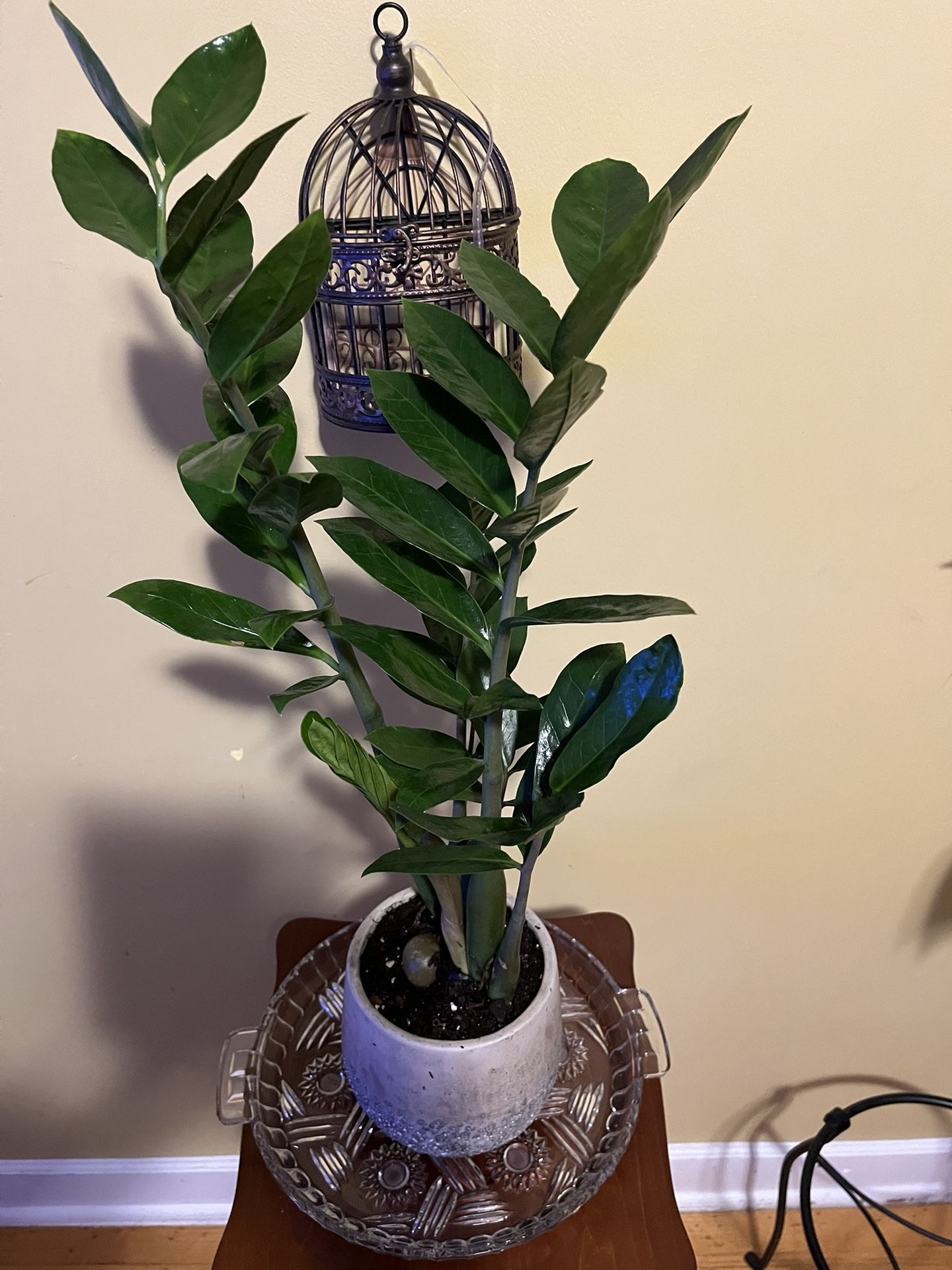 🌿ZZ Plant🌿