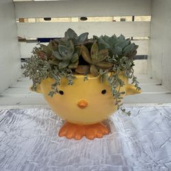 Easter Chick Succulent Arrangement 