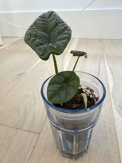 Alocasia dragon scale in self watering pot