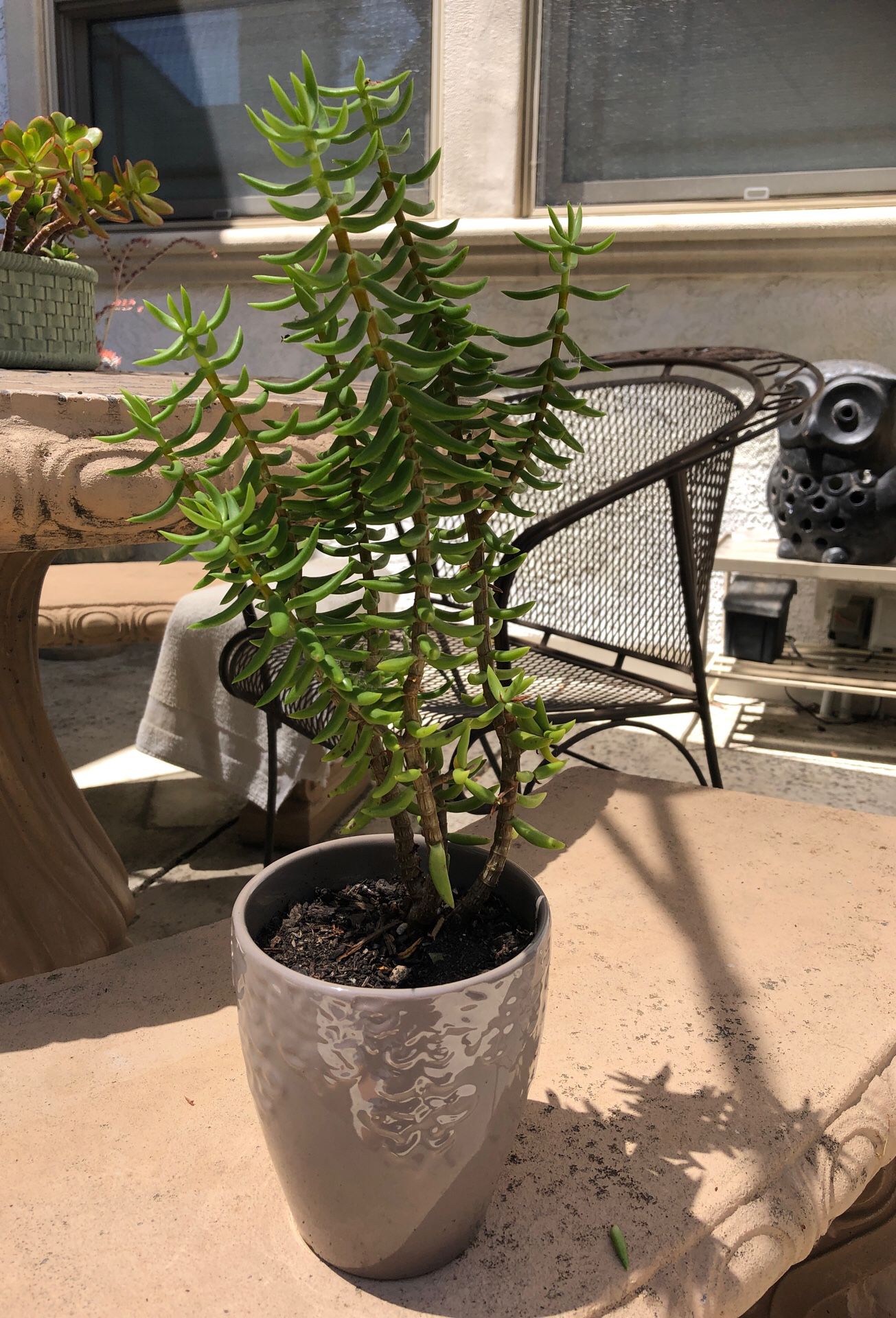Succulent plant with pot