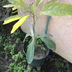 Avocado 🥑 Tree