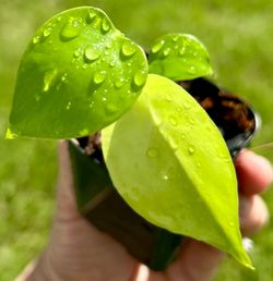 Monstera deliciosa lemon lime plant