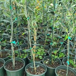 Tree Olives Grafted Lucas 1gallon 