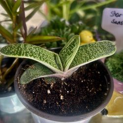 Come Visit Your Neighborhood Plant Shop 