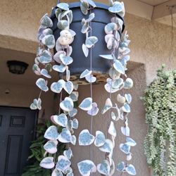 Variegated Strings of Hearts Plant $25