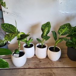 Dumbcane Plants 4" Pot $5 Each