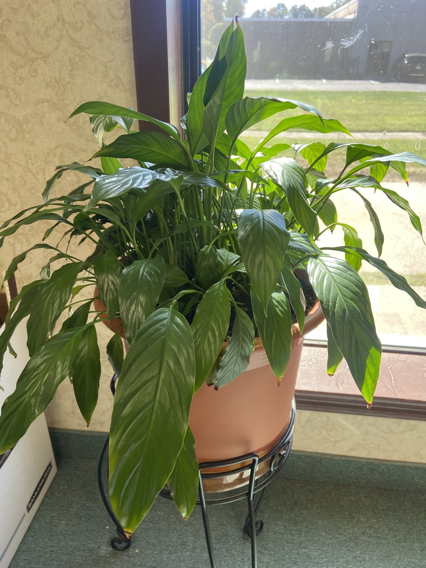 Peace Lily Plant With Stand