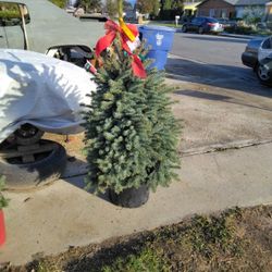  Poted Picea Pungens Baby Blue Holiday 