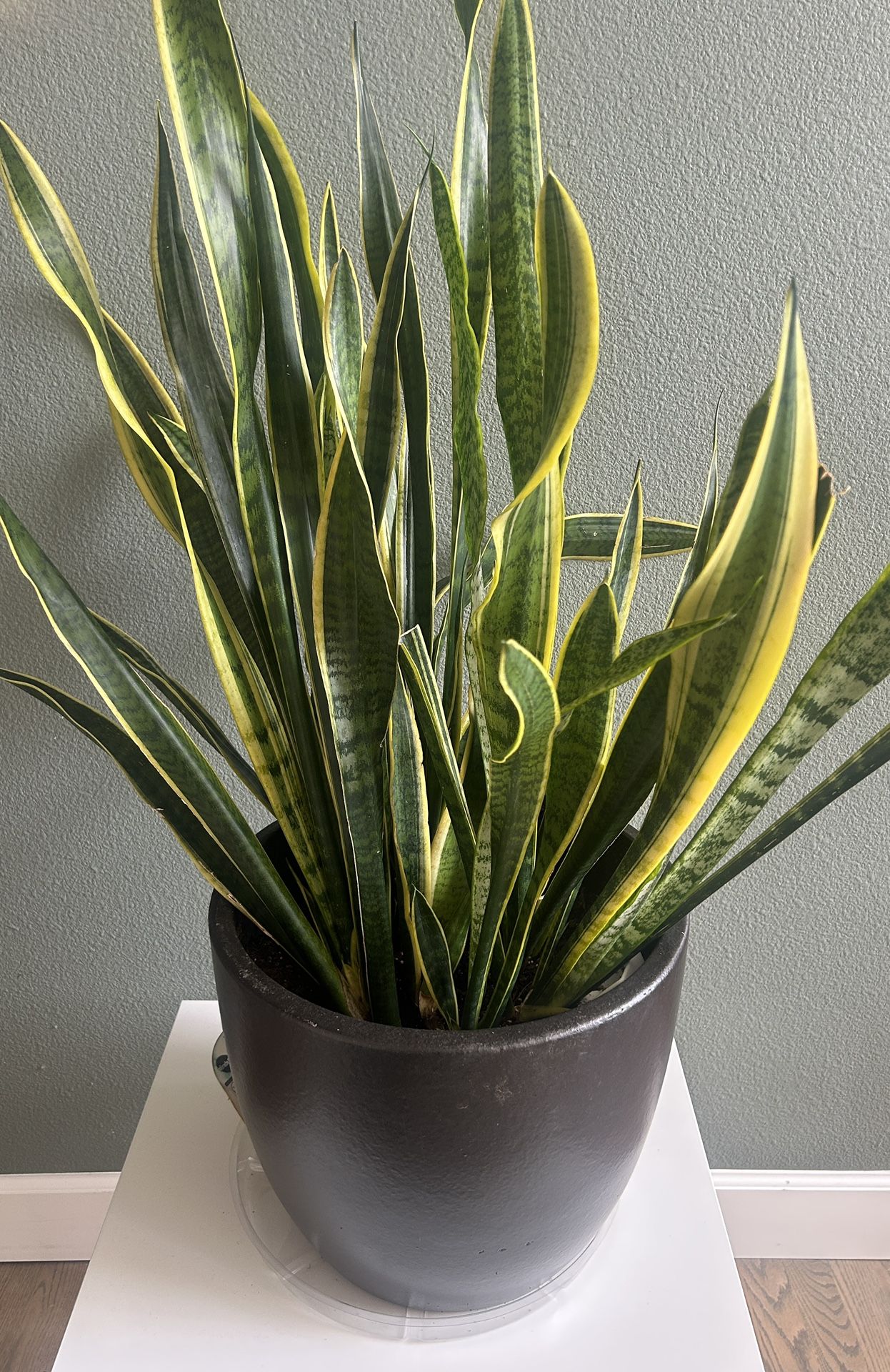 Snake Plant