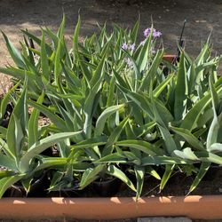 Agave Vilmoriniana Octopus Agave 