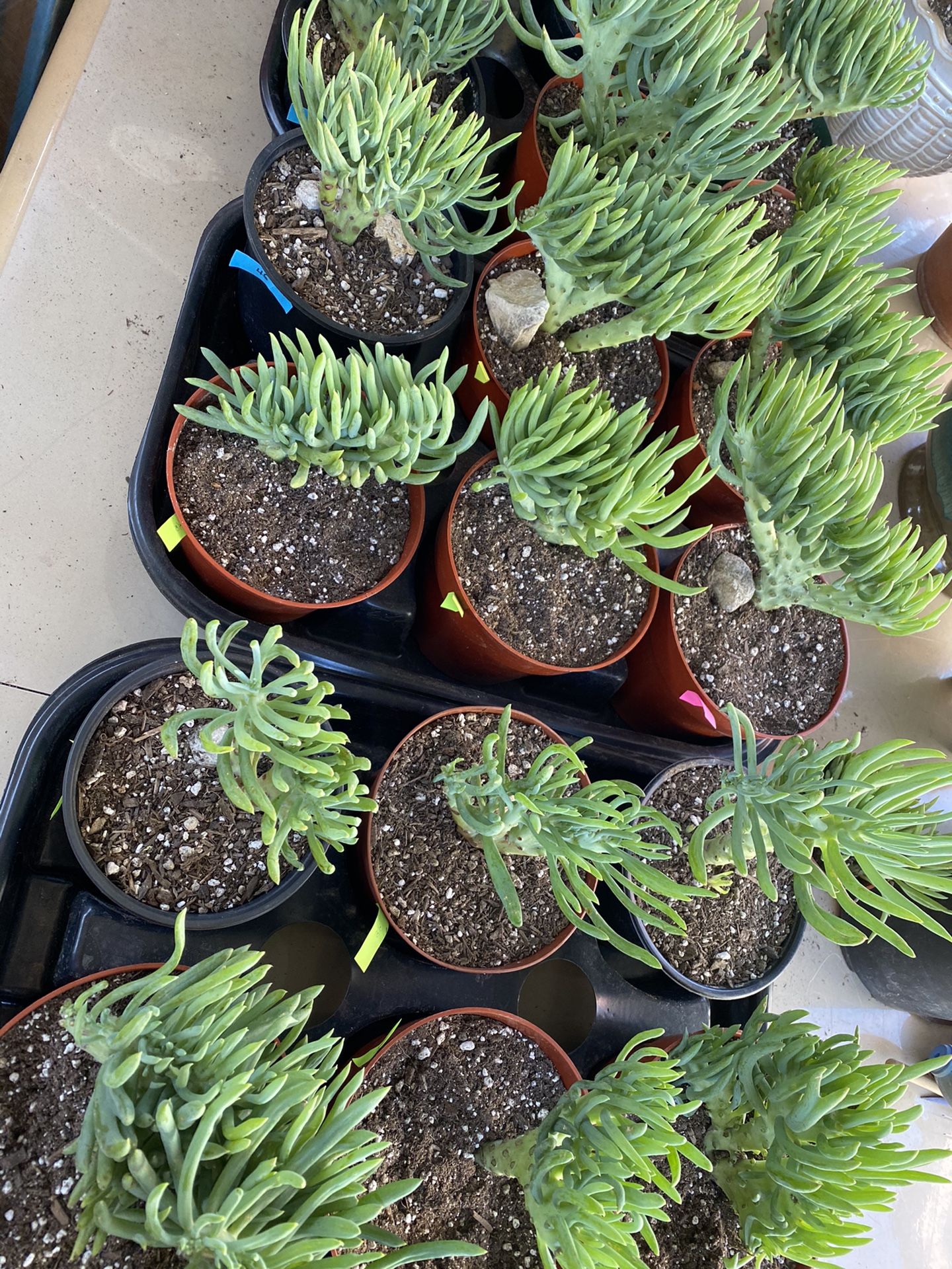 Mermaid Tail Succulent Crested Senecio Vitalis