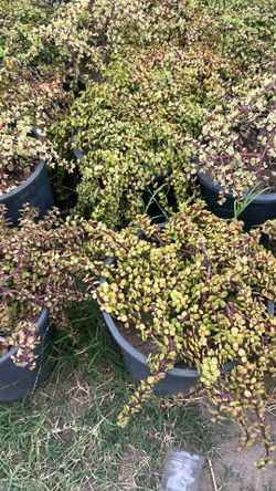 Elephant Bush