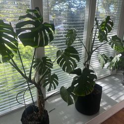 House Plants 