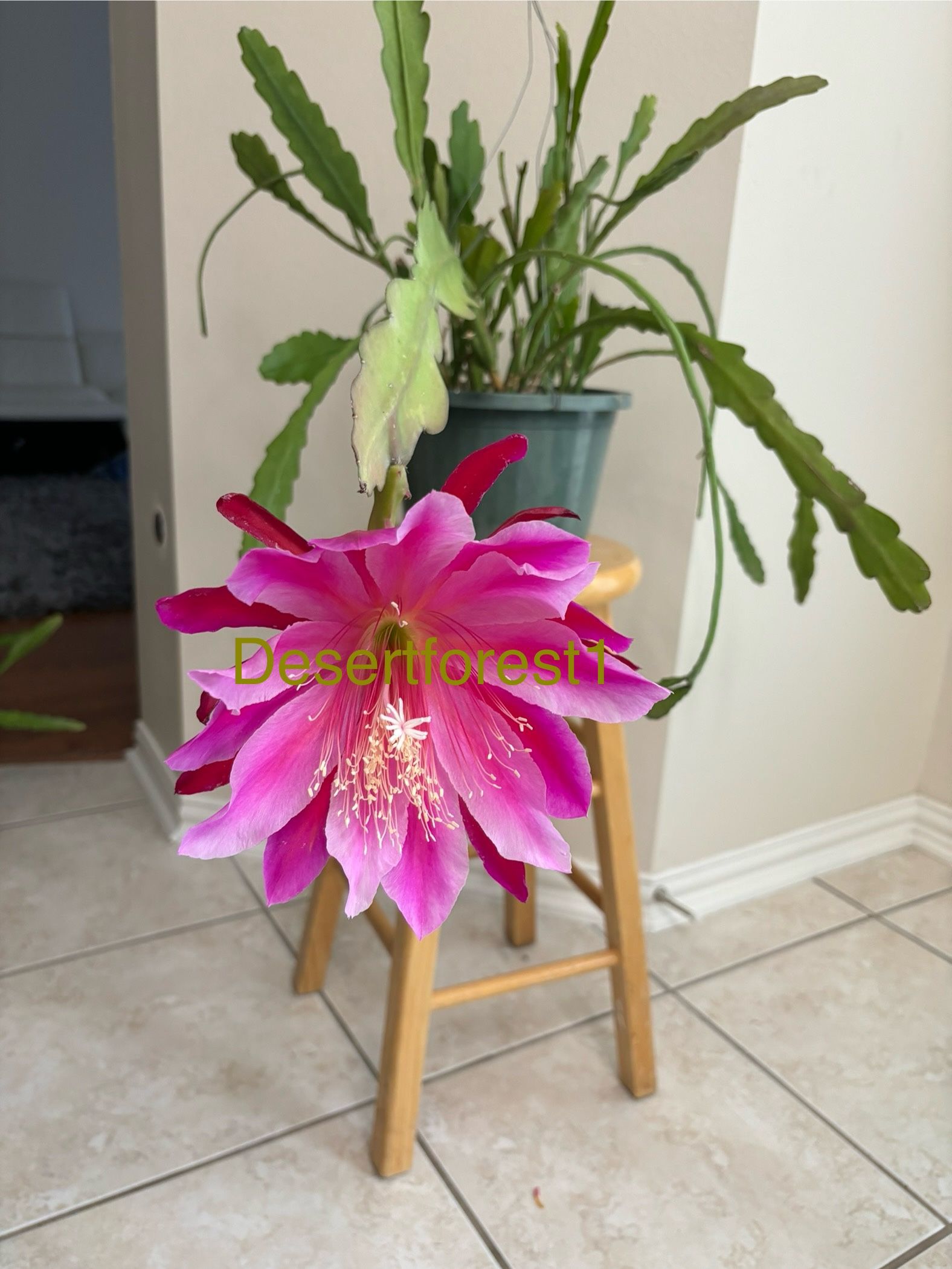 Giant Two Color Epiphyllum!  10” Basket / Hoa Quynh Tim’ / Chid Cactus