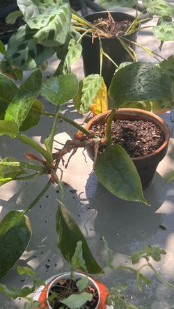 🌿 Lots of Beautiful Plants – Downsizing!