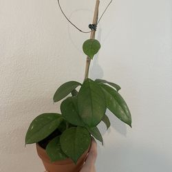 Hoya Fungii - Terracotta Pot - Collector Plants