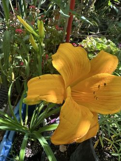 Daylily