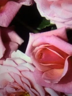 Aloha Rose Twelve (12) Rooted Cuttings