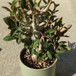 Euphorbia Millotii Succulent Bonsai Plant