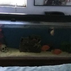 50 Gallon Fish Tank With Black Light Fixture