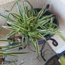 Nice Spider Plant