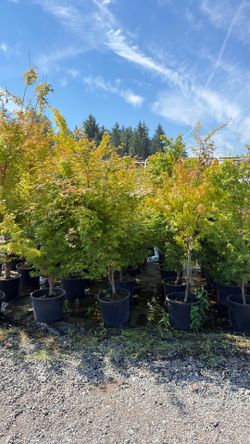 Coral Bark Maples