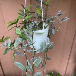 Tradescantia Albiflora Nanouk Pink Live plant