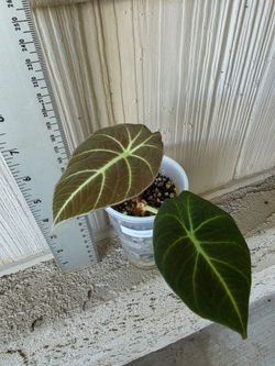 Alocasia Black Velvet plant