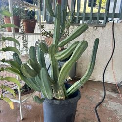 Large Multi-Arm Columnar Cactus – Unique Statement Plant