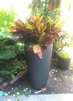 Croton plant in tall cylinder container