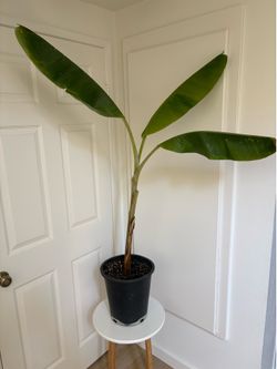 Hardy Banana Plant