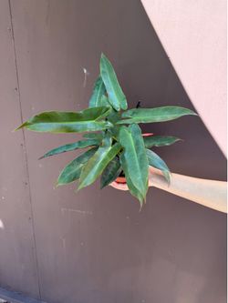 6” philodendron Atabapoense
