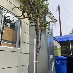 Plant For Sale