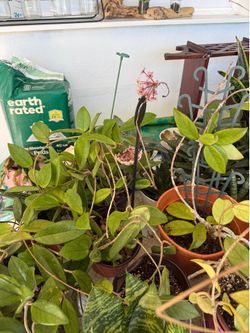 Hoya carnosa plant