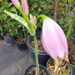 Plants Amaryllis Bulbs Big